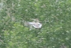 Streptopelia decaocto