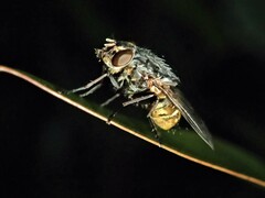 Calliphora