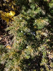 Juniperus communis depressa
