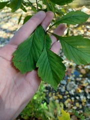 Crataegus punctata