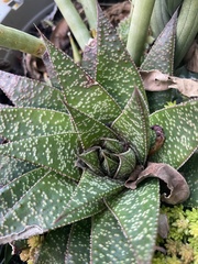 Aristaloe aristata