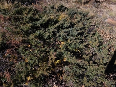 Juniperus communis depressa