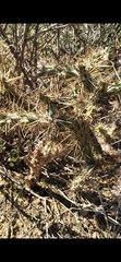 Cylindropuntia molesta molesta