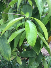 Syzygium malaccense