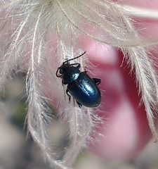 Altica obliterata