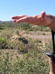 Cylindropuntia molesta molesta