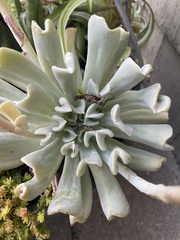 Echeveria runyonii