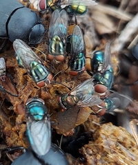 Cochliomyia