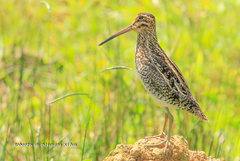 Gallinago paraguaiae