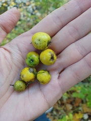 Crataegus punctata