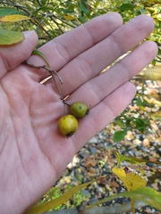Crataegus punctata