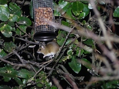 Apodemus sylvaticus