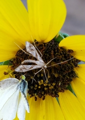 Lineodes