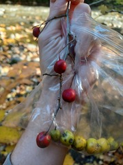 Crataegus punctata