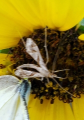 Lineodes