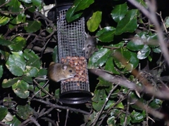 Apodemus sylvaticus