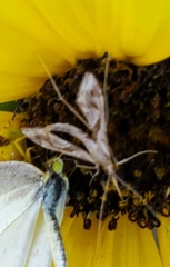Lineodes