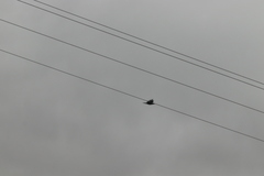Corvus
