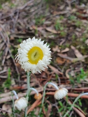 Chrysocephalum baxteri