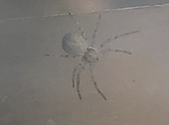 Eustala anastera