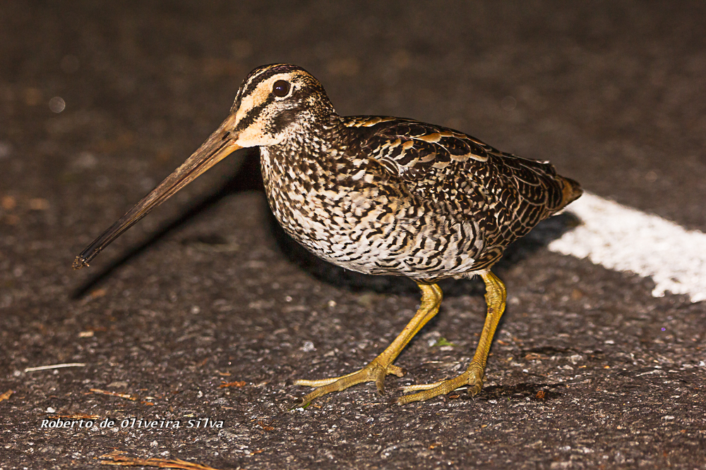 Giant Snipe