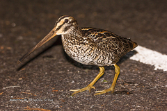 Gallinago undulata