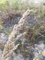 Panicum amarum