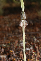 Pterostylis biseta