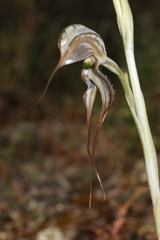 Pterostylis biseta