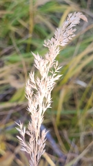 Calamagrostis