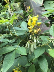 Crotalaria