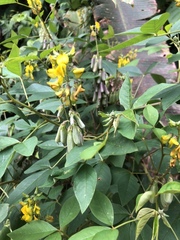 Crotalaria