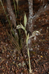 Pterostylis biseta