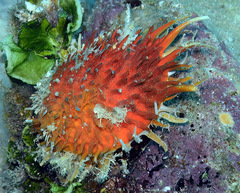 Spondylus