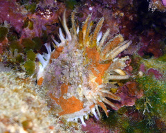 Spondylus