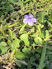 Ruellia