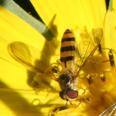 Meliscaeva cinctella