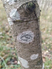 Lecidella elaeochroma