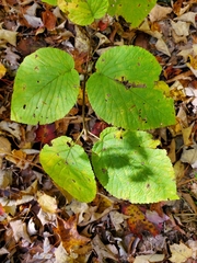 Tilia americana