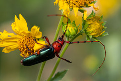Stenaspis verticalis