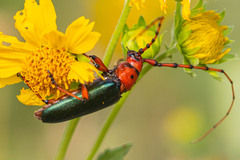 Stenaspis verticalis