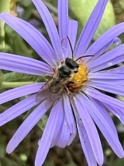 Halictus ligatus