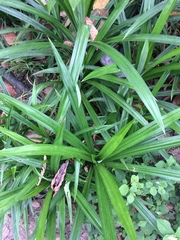 Pandanus amaryllifolius