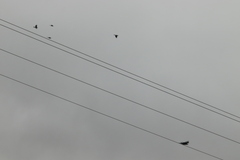 Corvus
