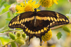 Heraclides cresphontes