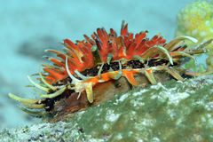 Spondylus
