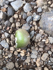 Tabernaemontana alba