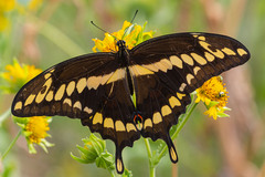 Heraclides cresphontes