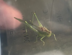 Conocephalus fasciatus