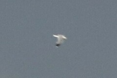 Larus californicus